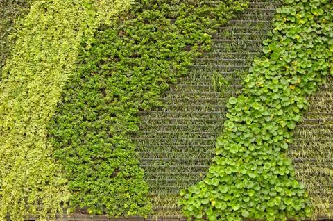 Green wall Stock Photos