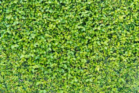 Green wall Stock Photos