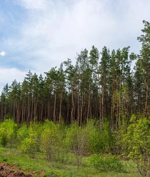 Green wall of the pine forest Stock Photos
