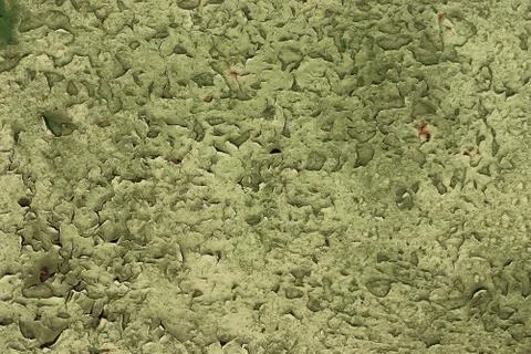 Green wall texture background Stock Photos