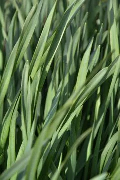 Green wallpaper Stock Photos