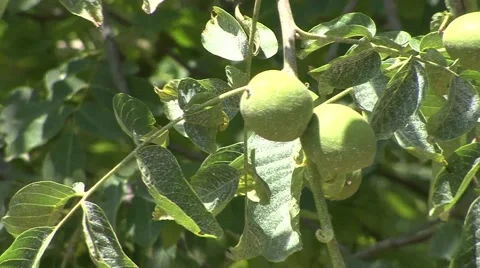 Green walnut on the branch Stock Footage 41136874