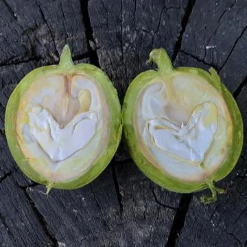 Green walnut cut in two halves Stock Photos