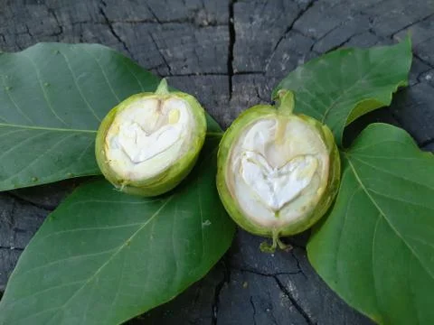 Green walnut cut in two halves Stock Photos