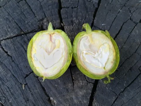 Green walnut cut in two halves Stock Photos