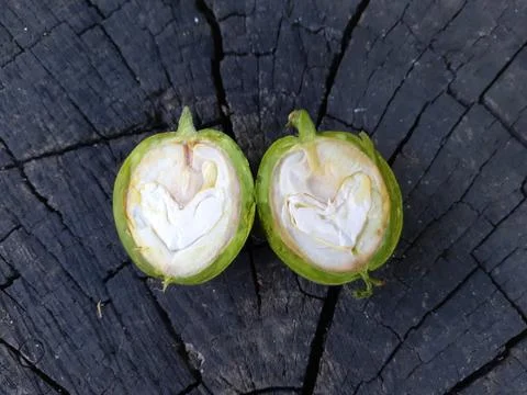 Green walnut cut in two halves Stock Photos