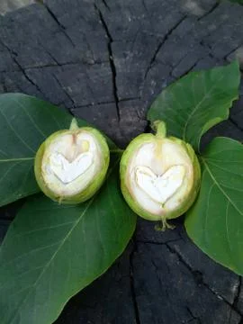 Green walnut cut in two halves Stock Photos