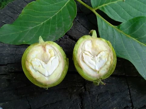 Green walnut cut in two halves Stock Photos