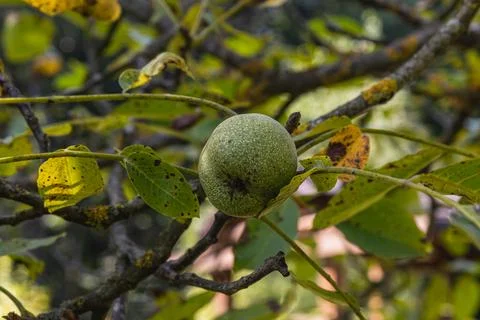 Green walnut developing among vibrant green leaves in sunny orchard Stock Photos