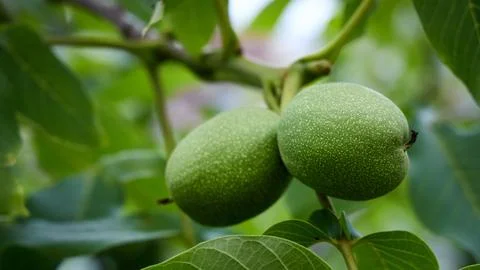 Green walnut fruit grows on branch with lush leaves in orchard. Unripe nut hu Stock Photos