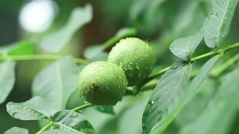 Green walnut fruit on a tree branch on a rainy day. Raindrops on nut fruit Stock Footage 201184320