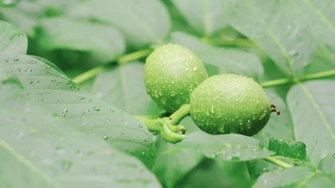 Green walnut fruit on a tree branch on a rainy day. Raindrops on nut fruit Stock Footage 204128902