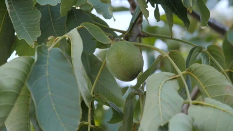 Green walnut fruit on the walnut tree. Stock Footage 155706975