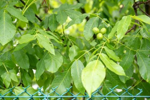 Green walnut growing on a tree, maturation Fotos Stock