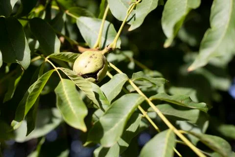 Green walnut growing on a tree Stock Photos