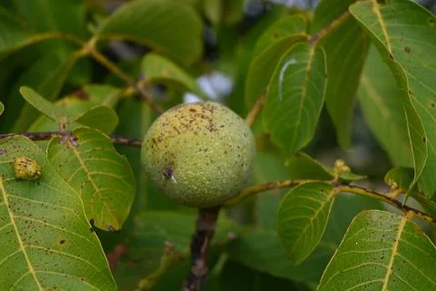 Green walnut growing on a tree 스톡 사진