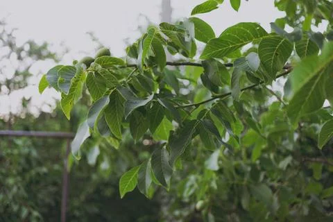 Green walnut grows on a tree Stock Photos