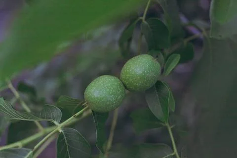 Green walnut grows on a tree Stock Photos