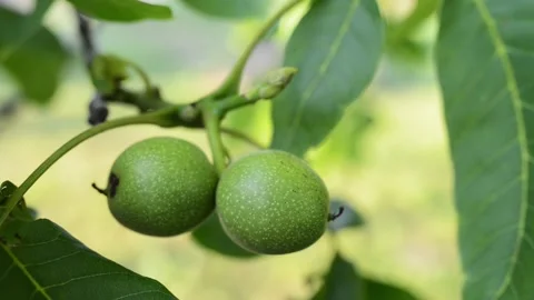 Green walnut hanging on a tree branch. Stock Footage 142830535