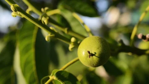 Green walnut hanging on a tree branch. Stock Footage 143217850