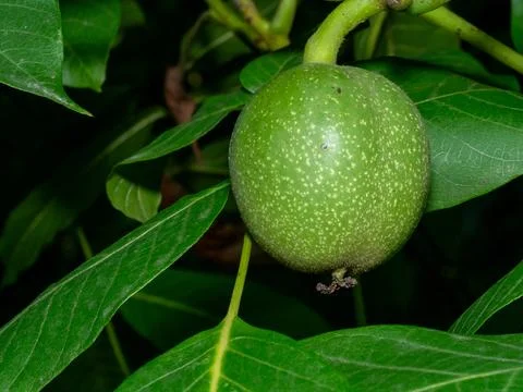 Green walnut hangs from tree branch, nestled among broad leaves Stock Photos