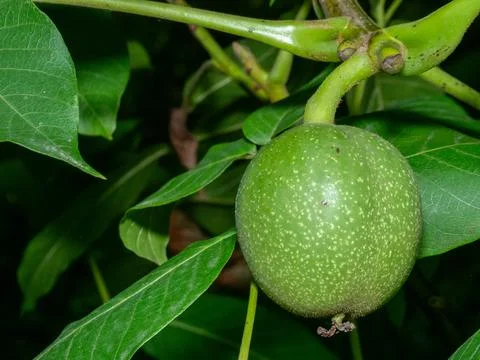 Green walnut hangs from tree branch, nestled among broad leaves Stock Photos