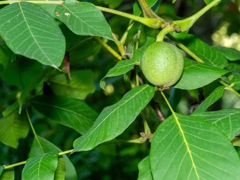 Green walnut hangs from tree branch, nestled among broad leaves Stock Photos