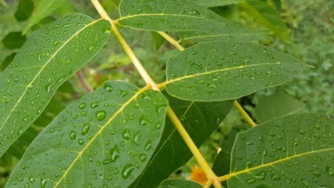 Green walnut leaves in the dew Stock Footage 99936668