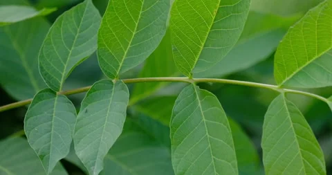 Green walnut leaves Stock Footage 132337200