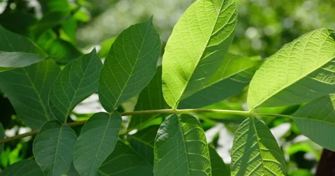 Green walnut leaves Stock Footage 132337611