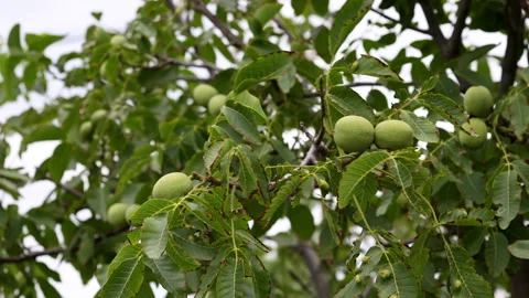 Green Walnut Moving In The Wind. A Walnut Of The Genus Juglans Family Juglandace Stock Footage 204015799