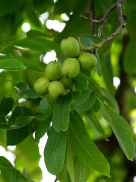 Green walnut Foto stock
