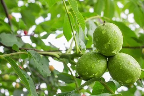 Green walnut Stock Photos