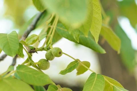 Green walnut. Stock Photos