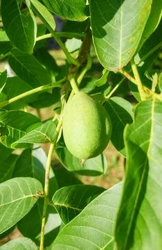 Green walnut ripening on the tree, selective focus. Stock Photos