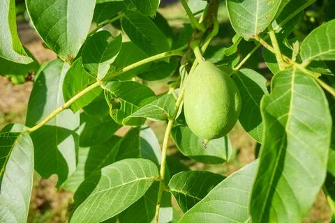 Green walnut ripening on the tree, selective focus. Stock Photos