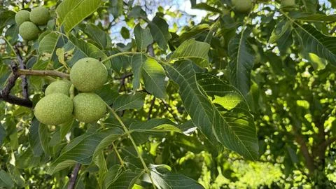 Green walnut in shell on branch with green leaves Stock Photos