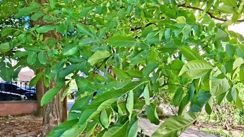 Green Walnut Tree Branches Swaying in Sunny Garden Breeze Stock Footage 336887303