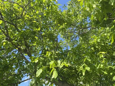 Green Walnut Tree Canopy and Leaves Against Blue Sky Fotos de archivo
