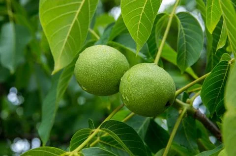 Green walnut on a tree close up Stock Photos