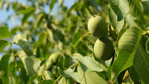 Green Walnut Tree Stock Footage 205035636