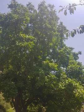 Green walnut tree hugging the sky Stock Photos