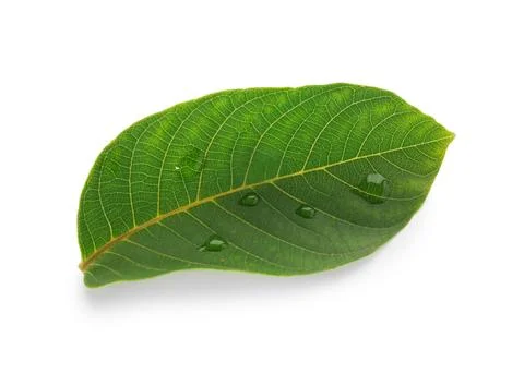 Green walnut tree leaf with water drops isolated on white background Stock Photos