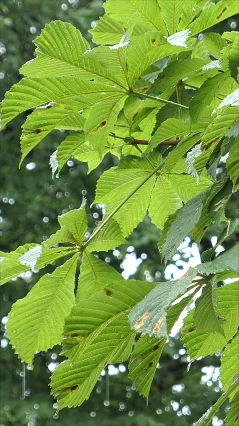 Green Walnut Tree Leaves Swaying In The Rain. Vertical.   Stock Footage 283630922