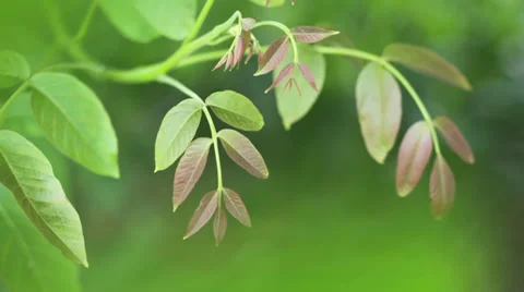 Green walnut tree leaves in the wind Stock Footage 33883608