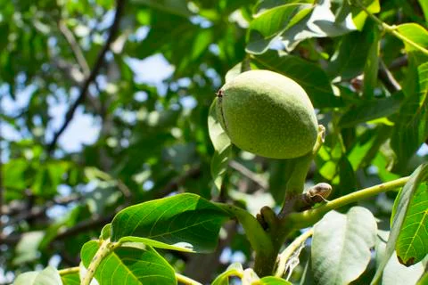 Green walnut on tree Stock Photos