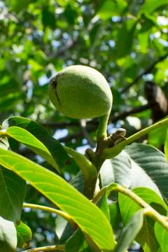 Green walnut on tree Stock Photos