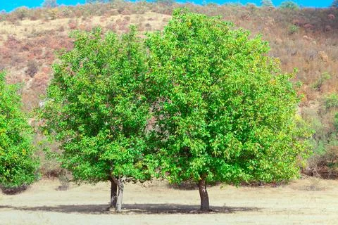 Green walnut trees Stock Photos