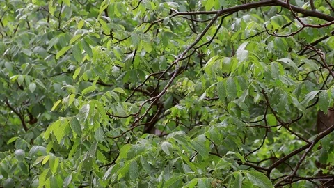 Green walnut trees under the rain. at summer day Video stock 108453351