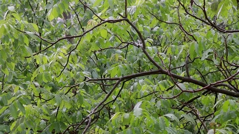 Green walnut trees under the rain. at summer day Stock Footage 108453357
